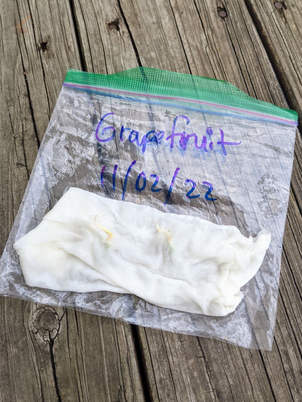 Grapefruit seeds in wet paper towels and plastic baggie