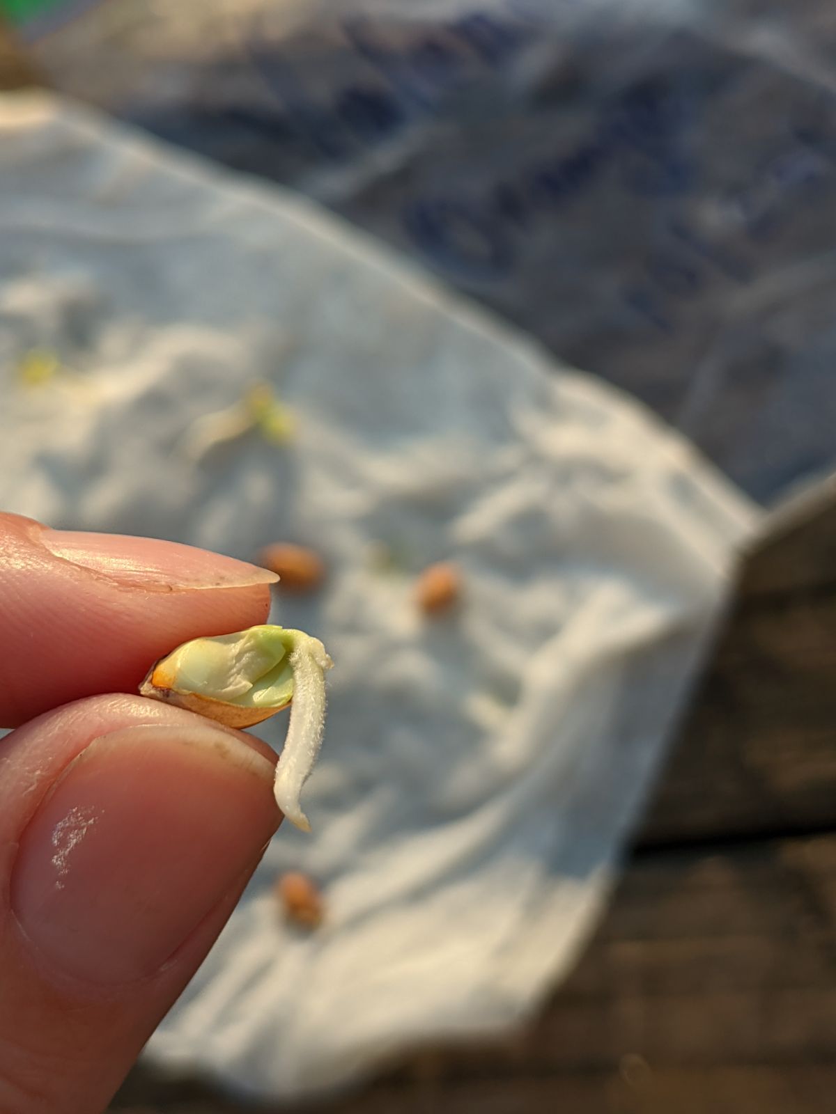 Hand holding a Germinated Orange Seed 
