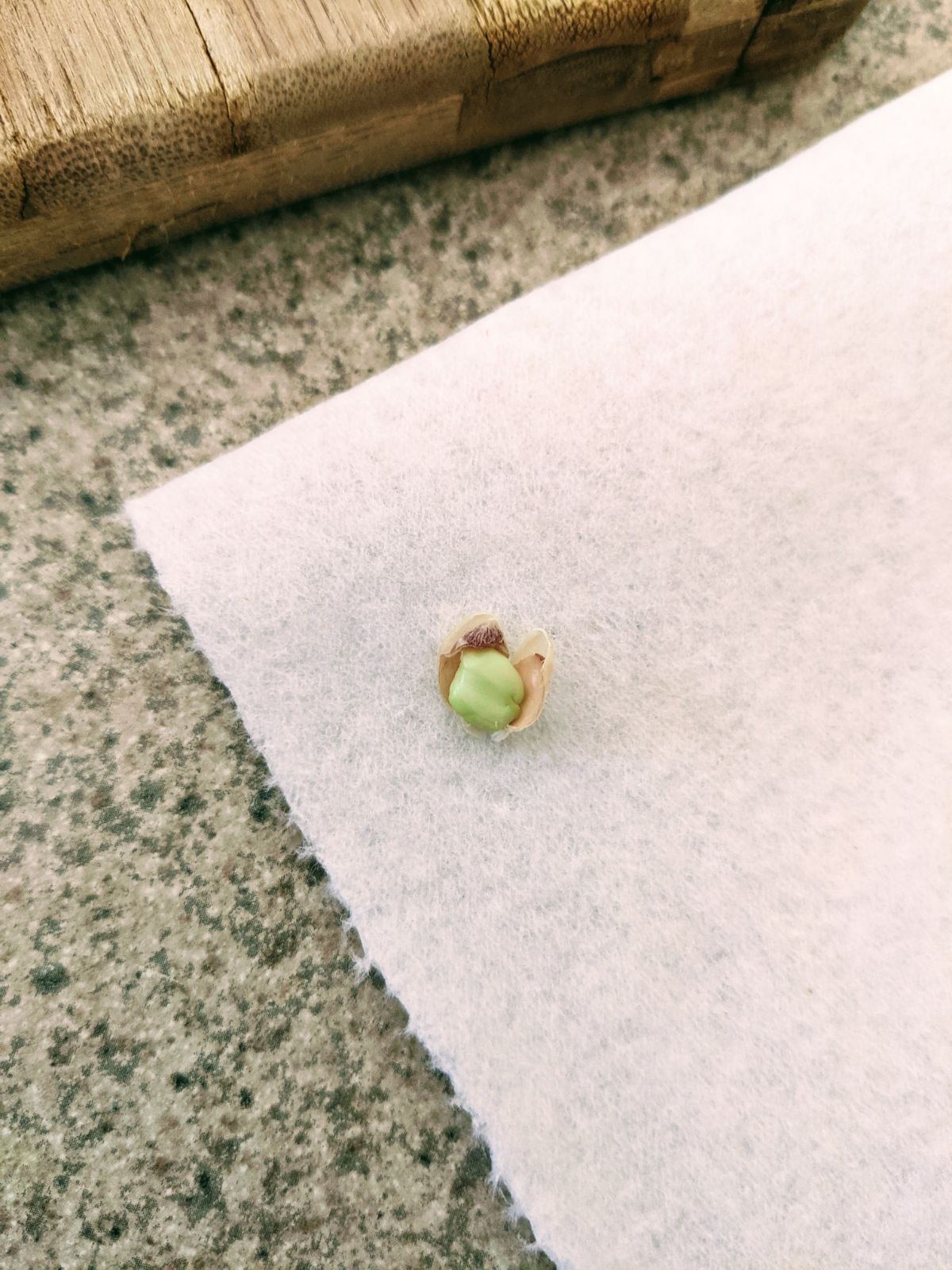Key lime seed already sprouting