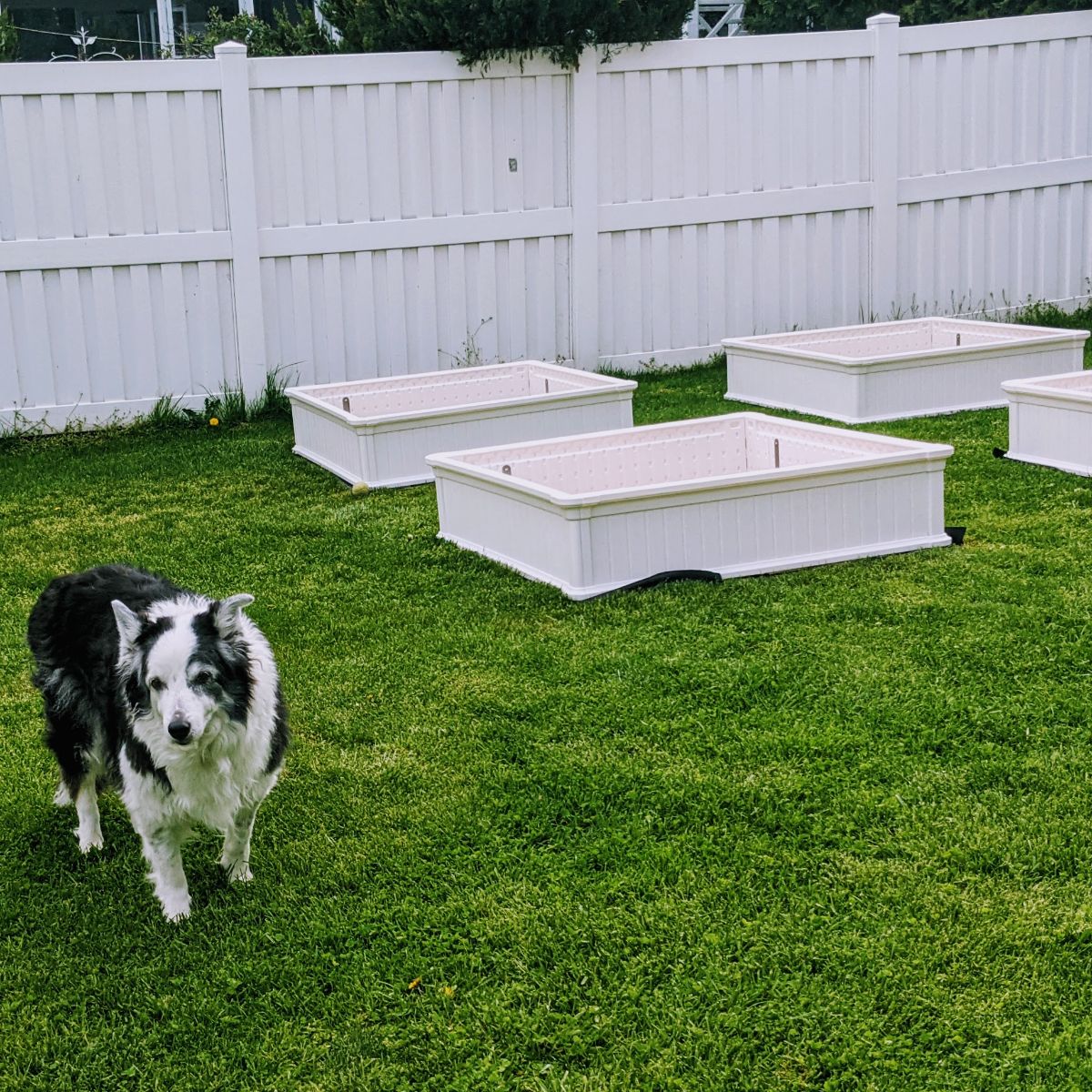 Border Collie with Giantex white raised garden beds