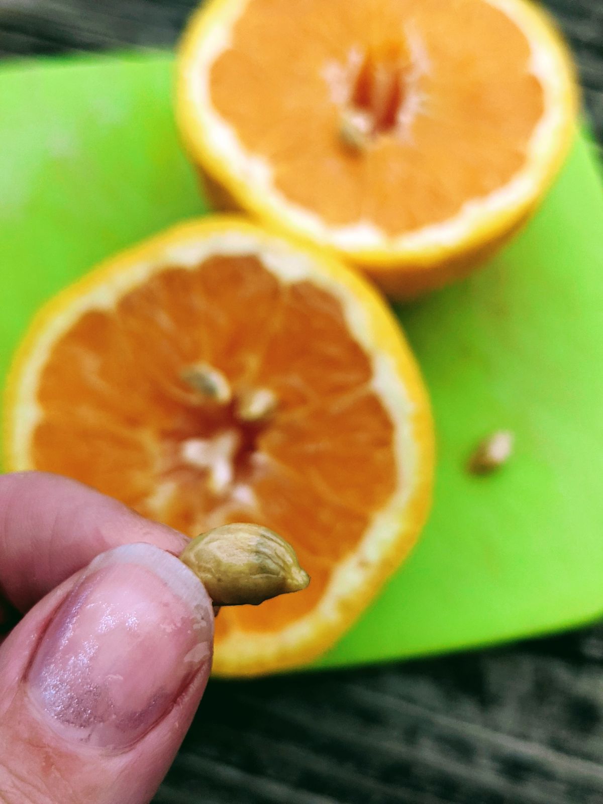 Hand holding Valencia orange seed