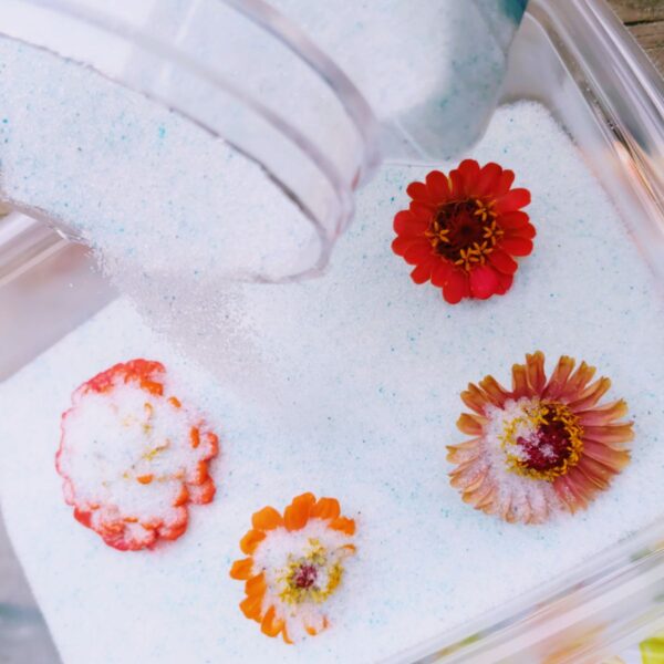 Pouring silica gel crystals onto flower blossoms for drying