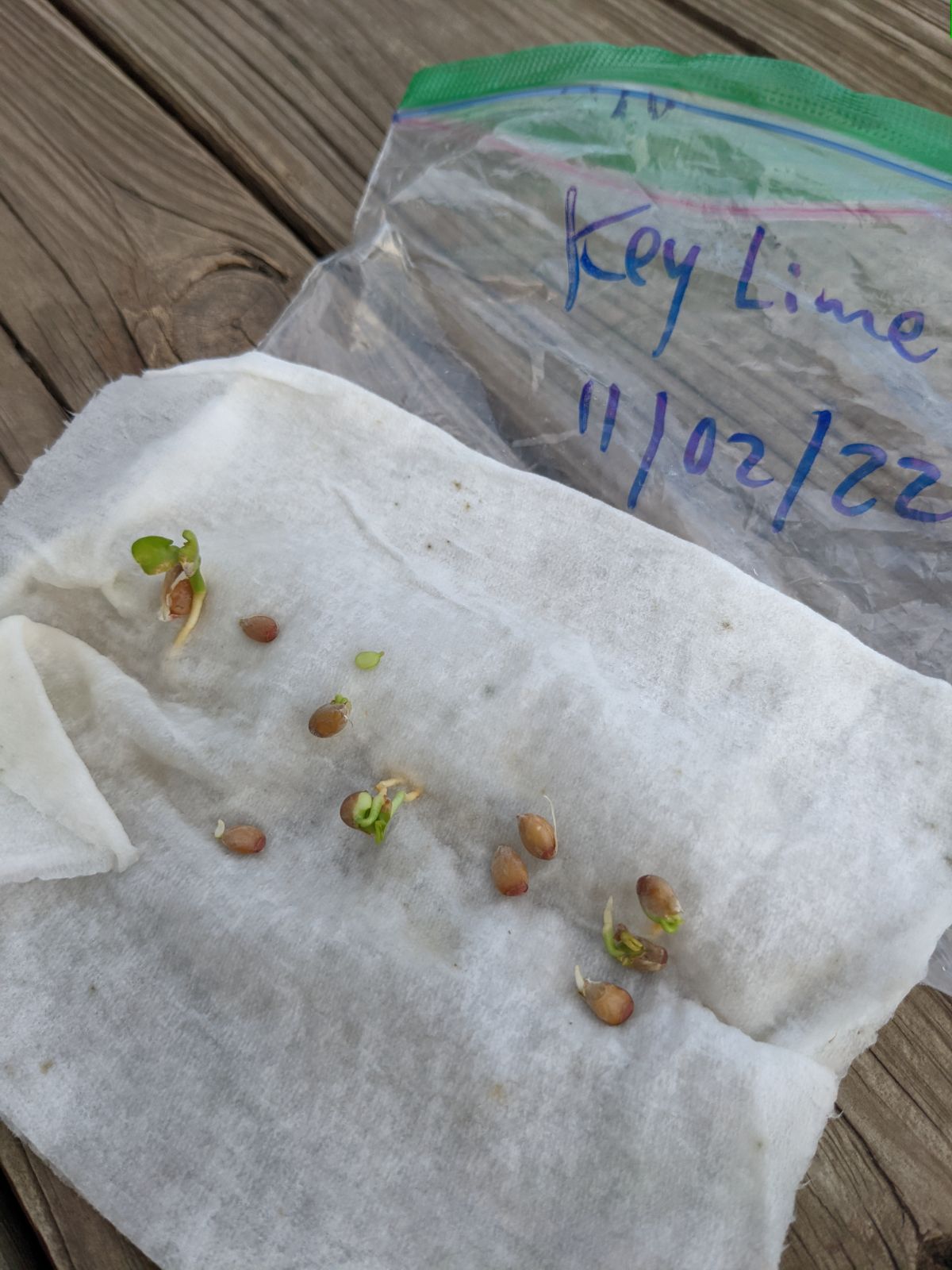 Key lime tree seedlings germinated in plastic baggie