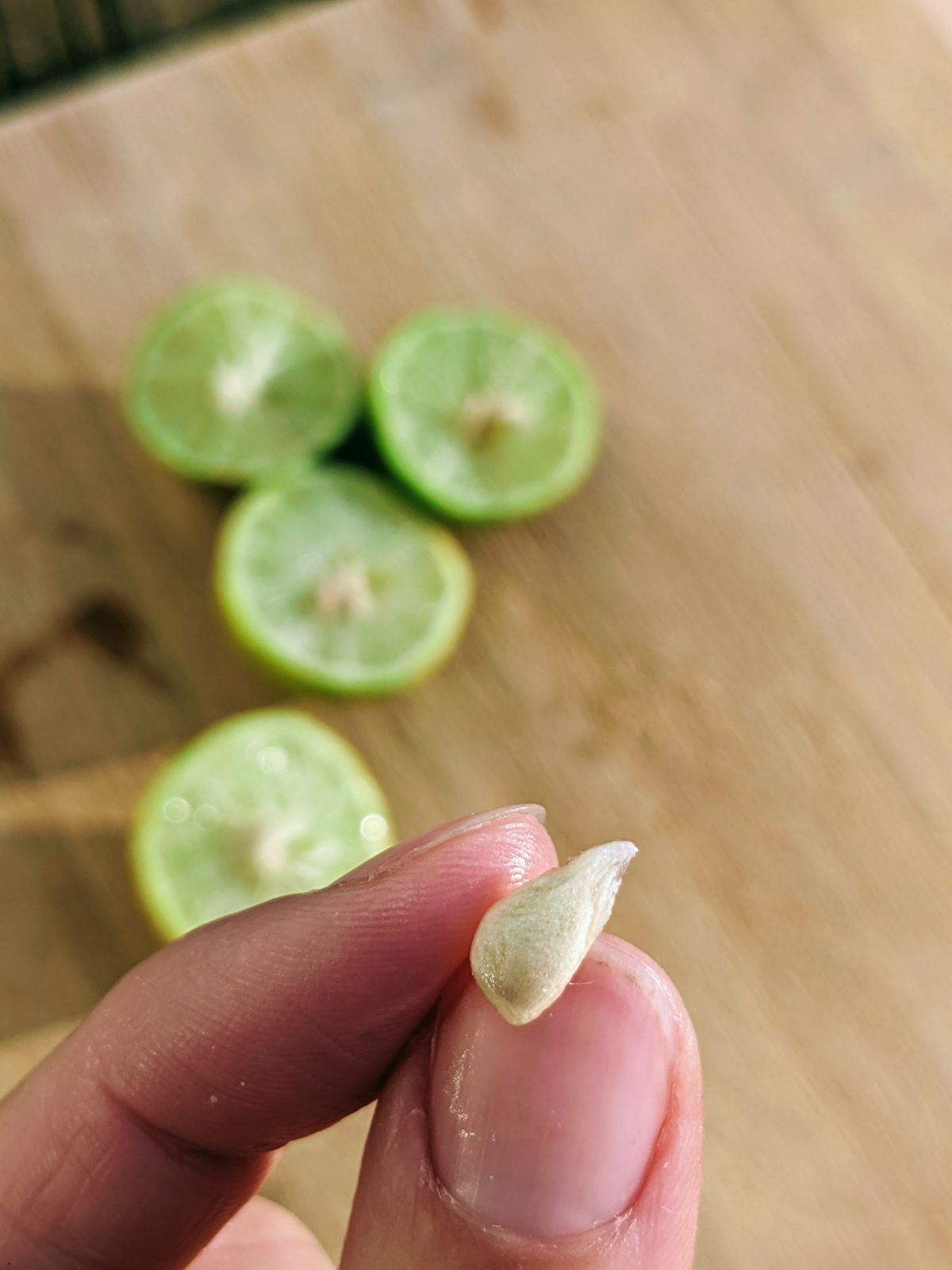 Key lime seed up close