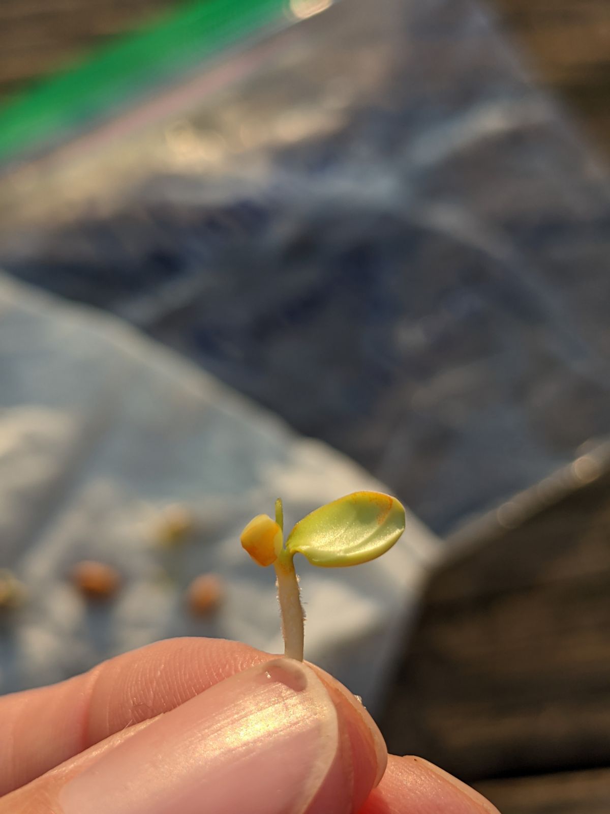 Hand holding an orange tree seed sprout