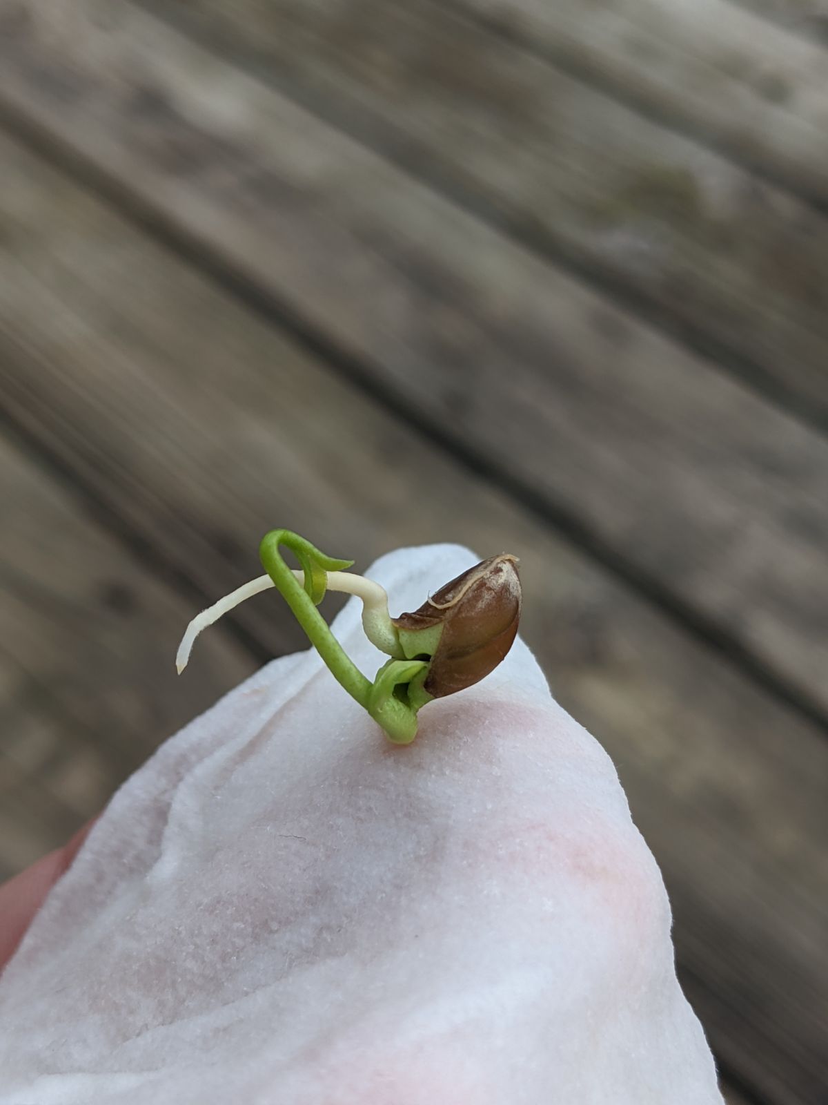 Sprouted grapefruit seed in a wet paper towel