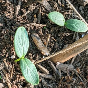 Starting Cucumbers Indoors – Cucumber Seed Germination Tips