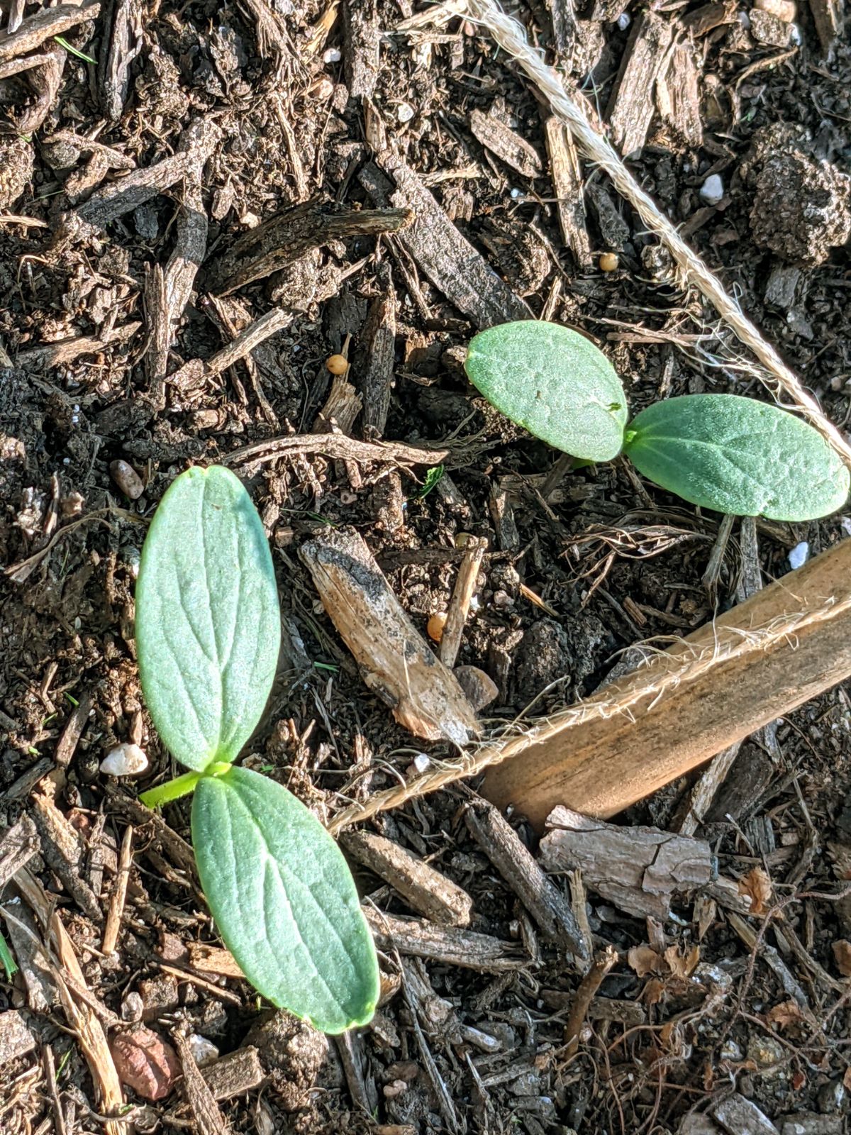 Direct Sown Cucumbers outside in the raised bed