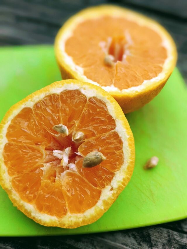 Germinating Orange Seeds to Grow a Baby Orange Tree!!! Bunny's Garden