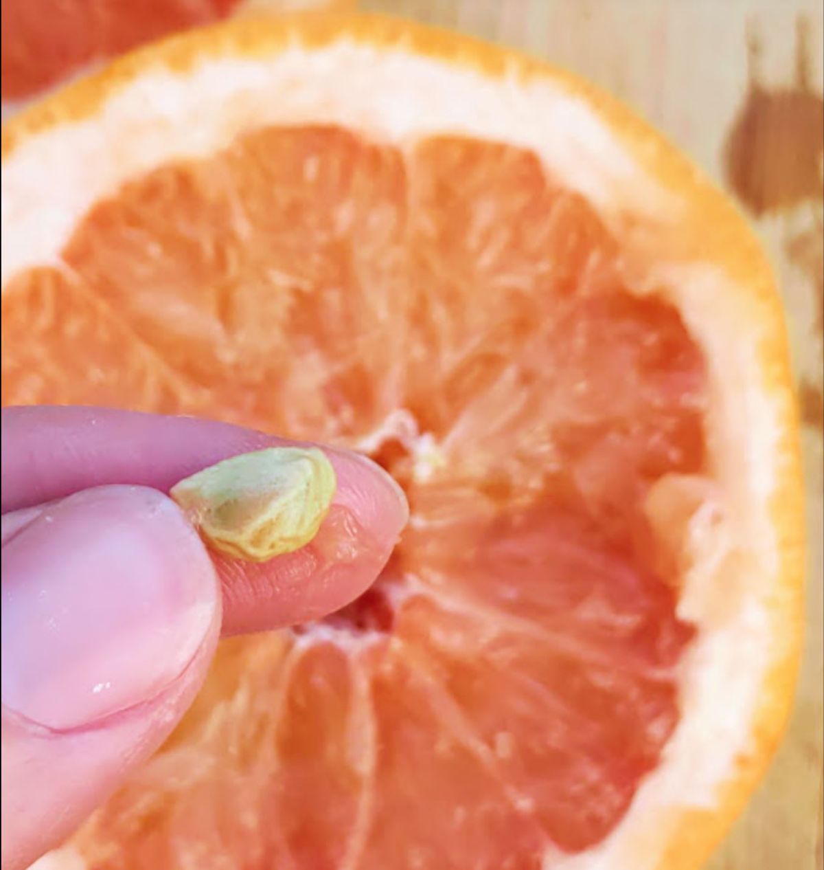 Hand holding a grapefruit seed above a sliced grapefruit