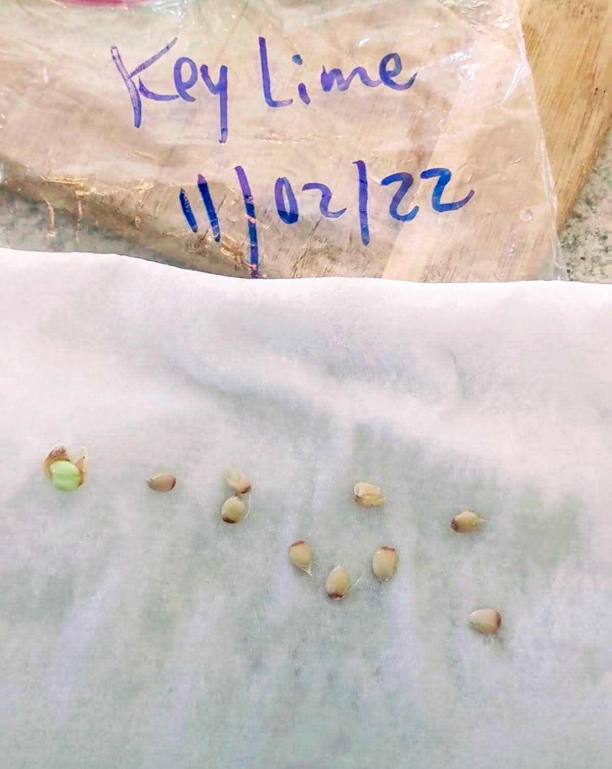 Key lime seeds and baggie for germination