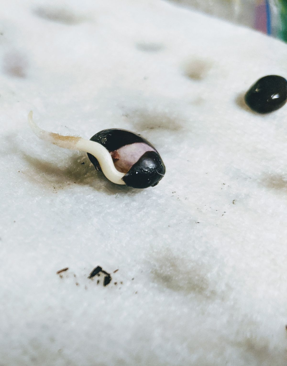 Black bean seed germinated with root sticking out 