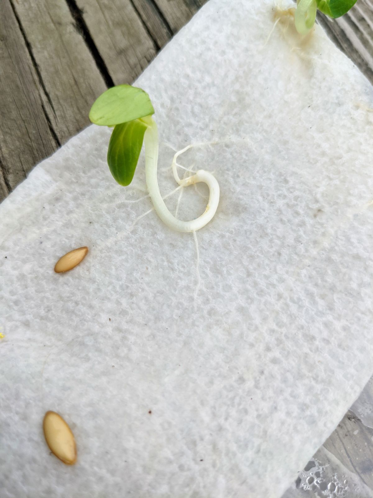Cucumber seedling with roots embedded in paper towel