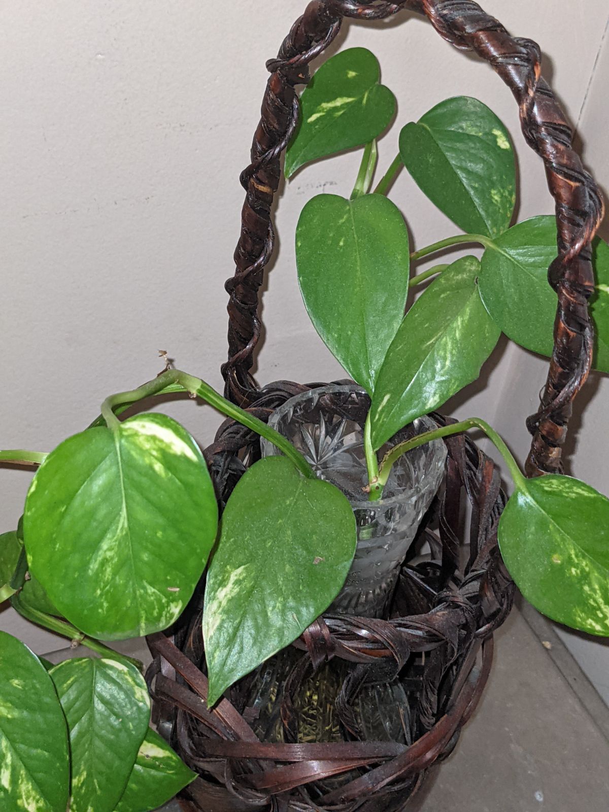 Grandmother's Pothos houseplant growing in a vase