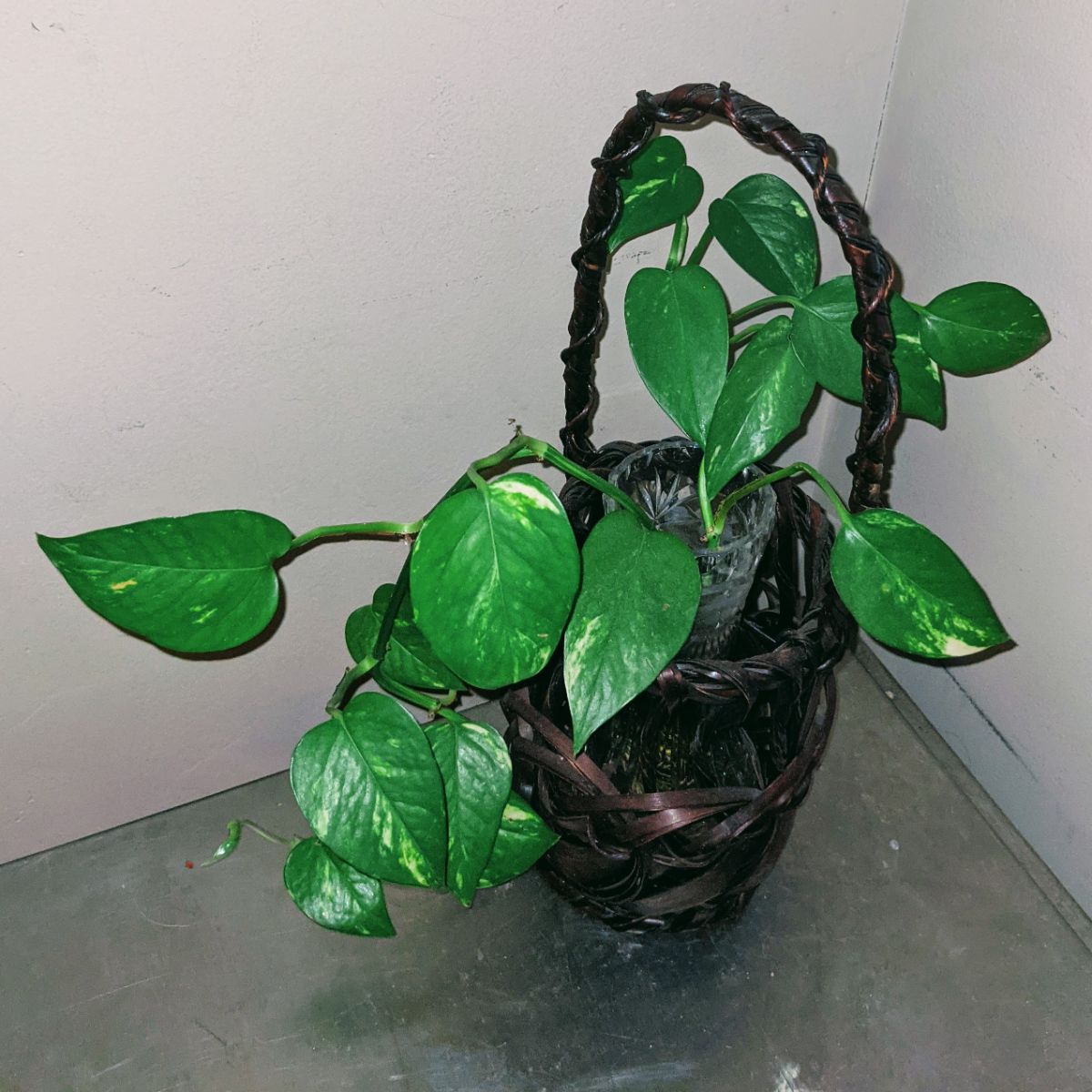 Pothos in water in a vase inside a brown decorative basket