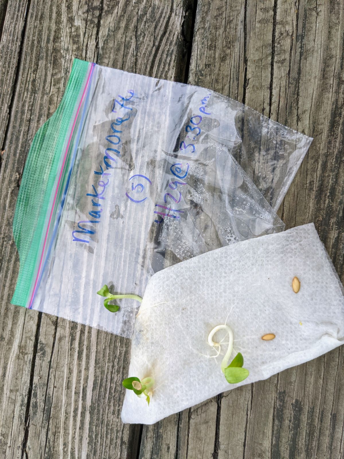 Germinated Marketmore cucumber seedlings