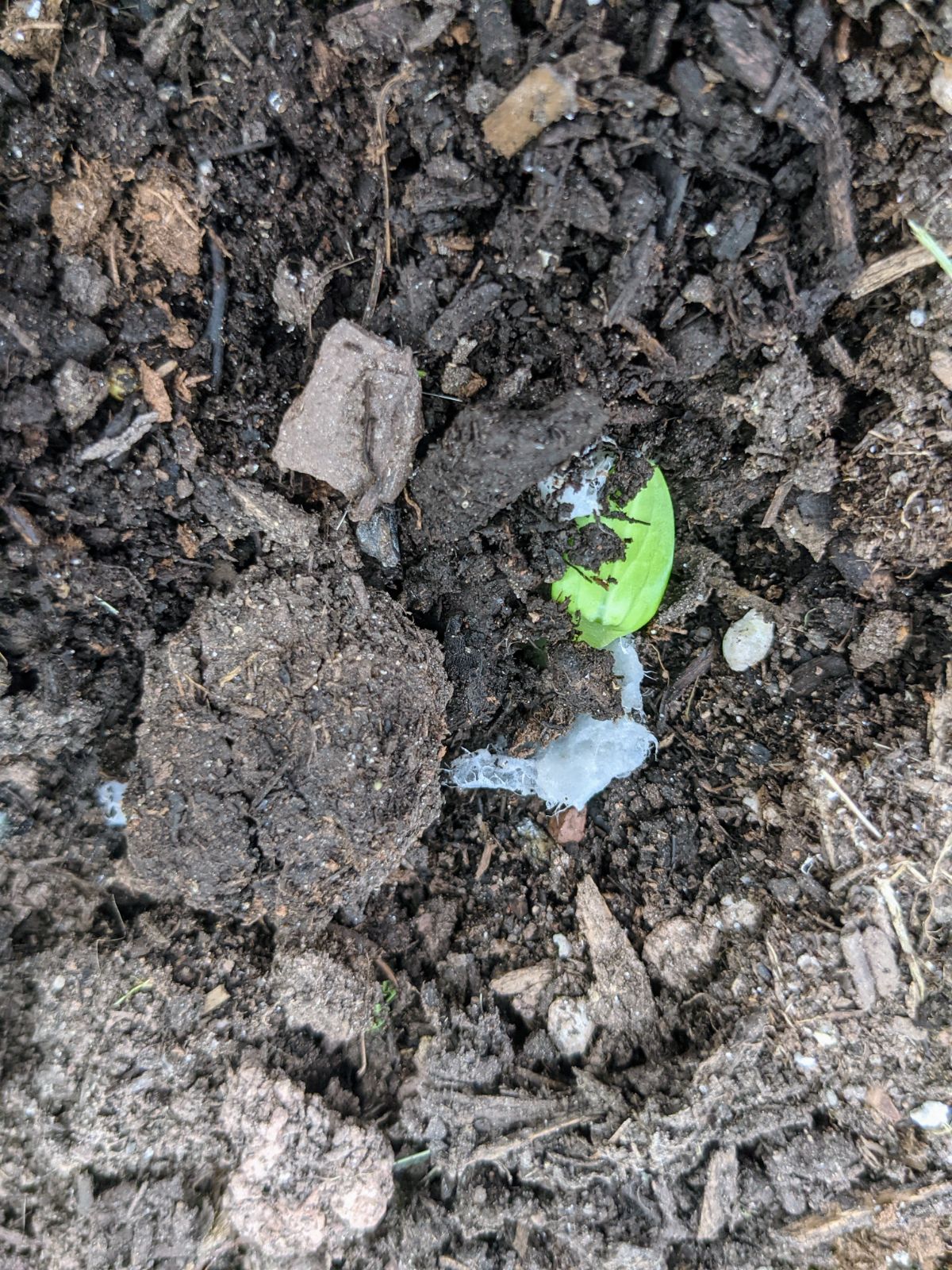 Cucumber seedling transplanted into outdoor garden bed