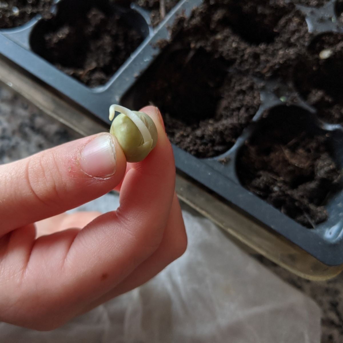 Child's hand holding sprouted pea seed over soil trays