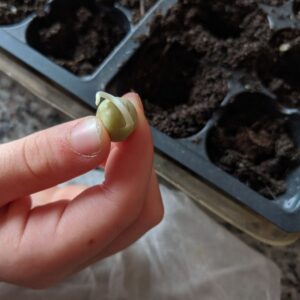 Planting Germinated Seeds in Soil after Sprouting