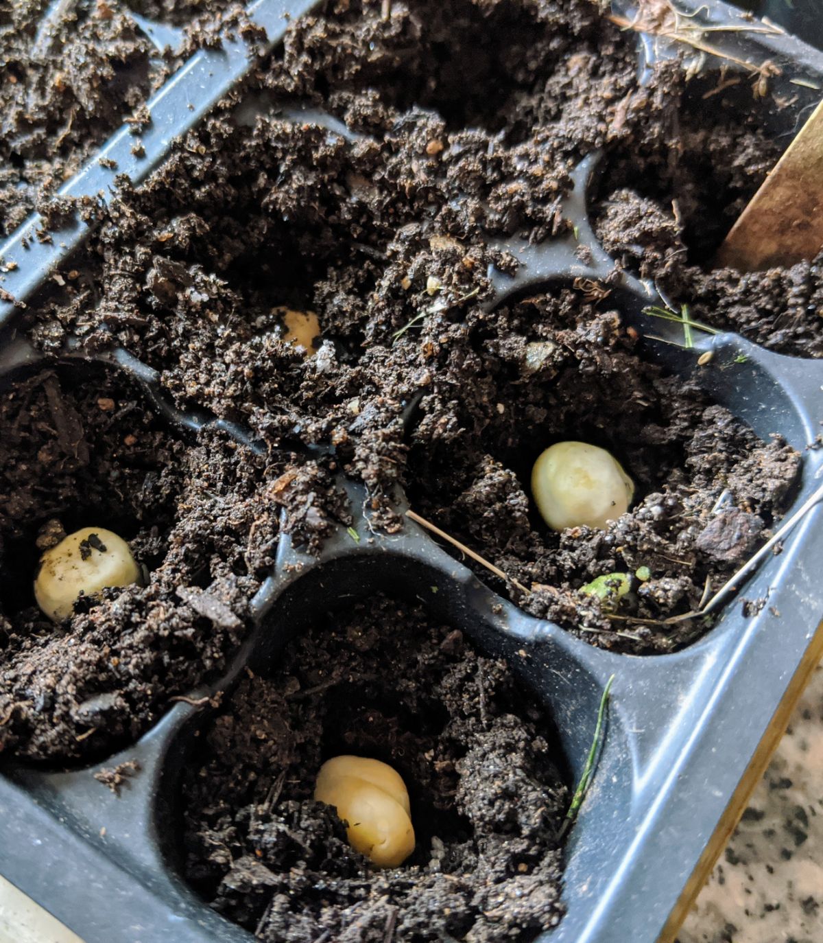 Planting sprouted pea seeds