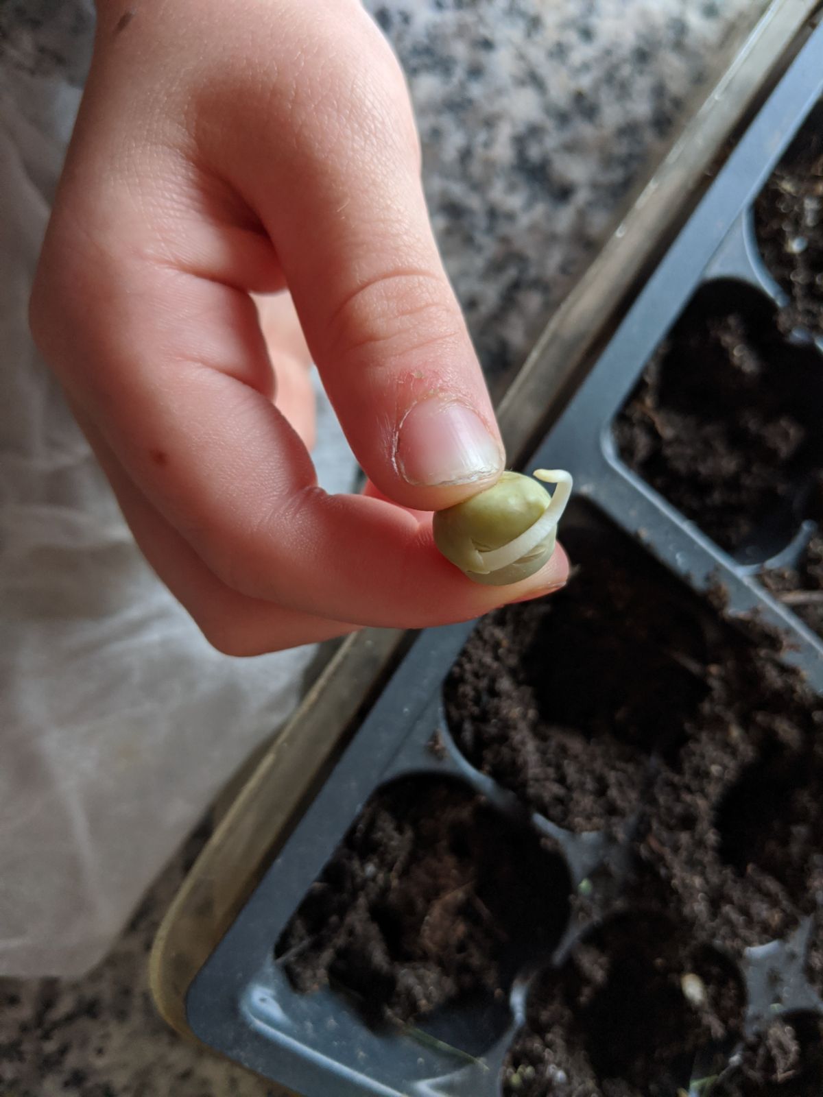 Hand holding sprouted pea seed over soil
