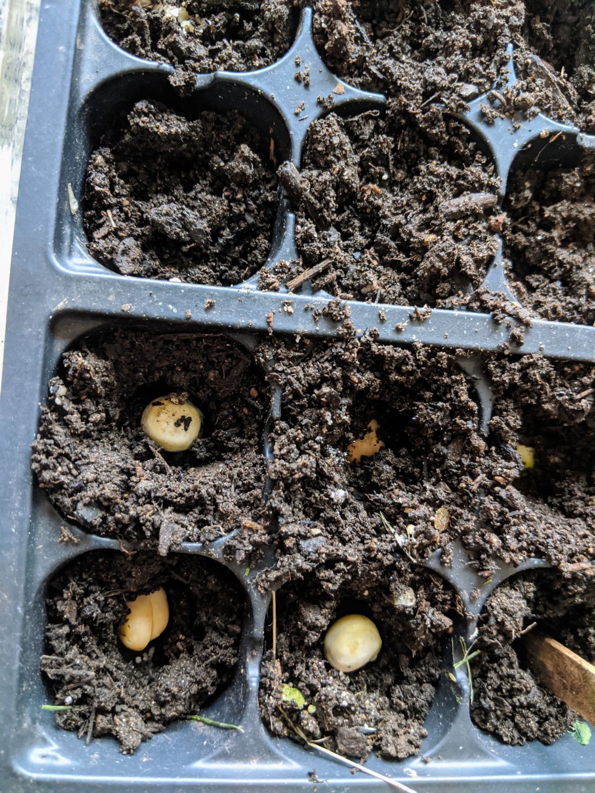 Replanting germinated peas into soil