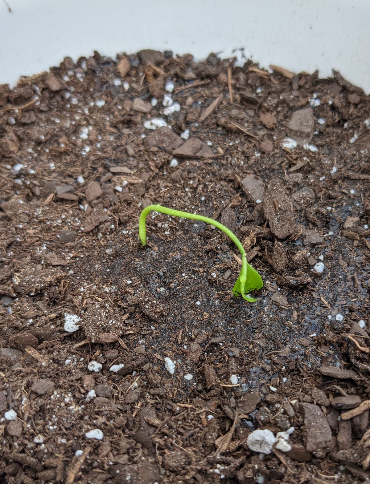 Lemon seedling after transplanting and watering