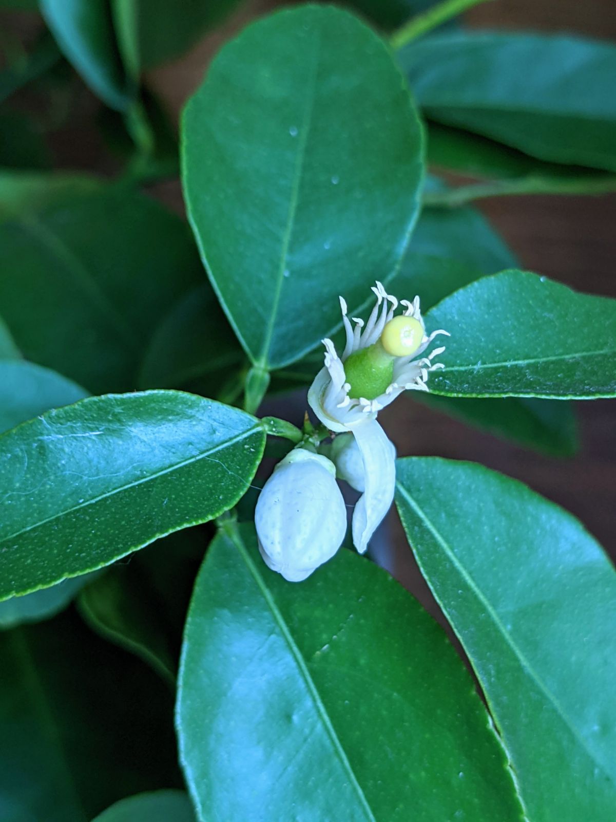 Baby lime on indoor citrus tree