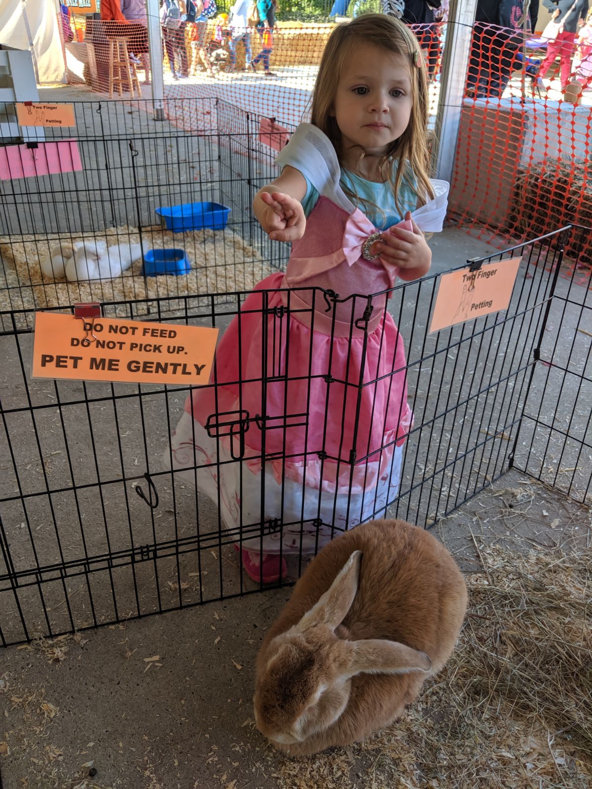 Little girl in a dress and bunny rabbit at a petting zoo