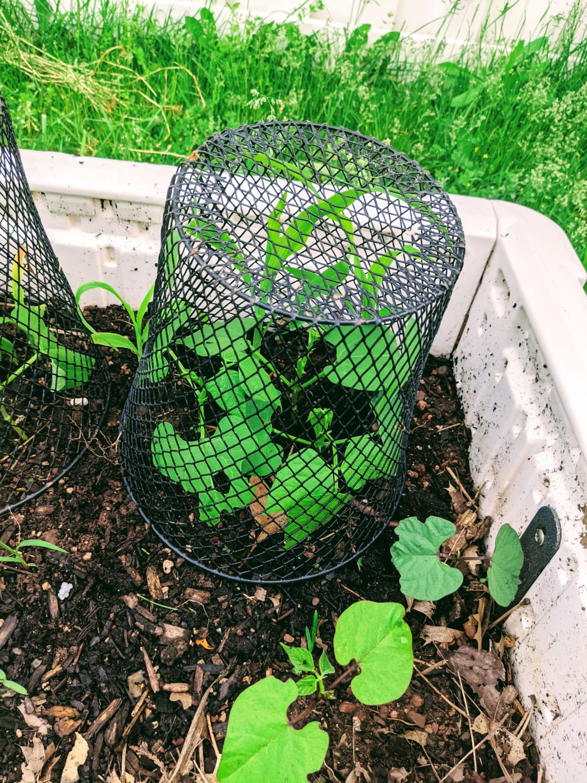 Wire wastebasket on bean and corn seedlings