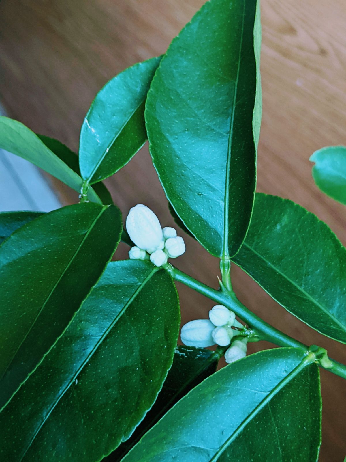 Our indoor lime tree loaded with fruiting flower buds