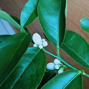 Indoor Lime Tree: Watering, Flowering & More