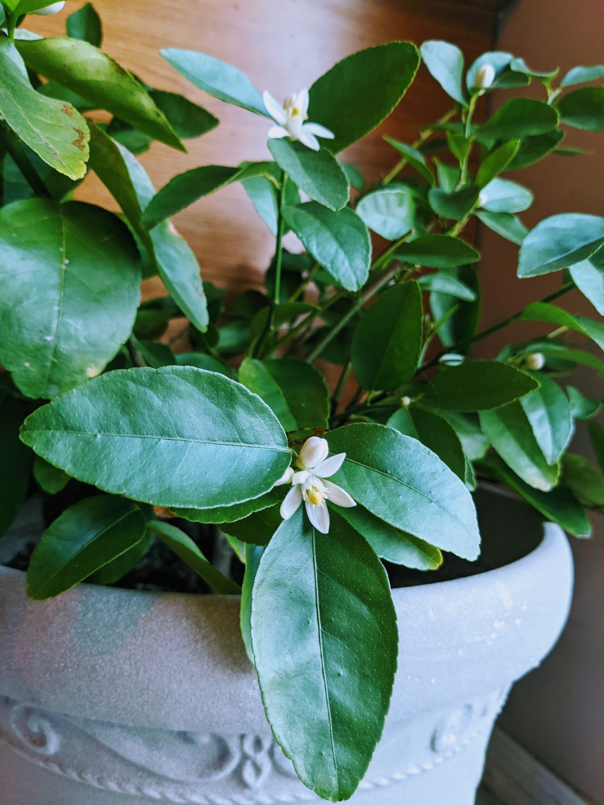 Flowers on indoor lime tree in a gray pot