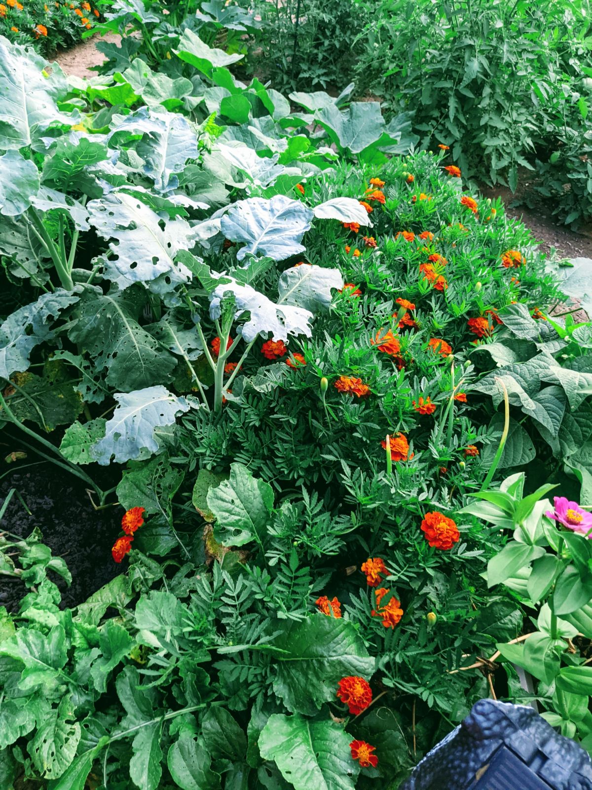 Marigold border as pest repellent surrounding broccoli