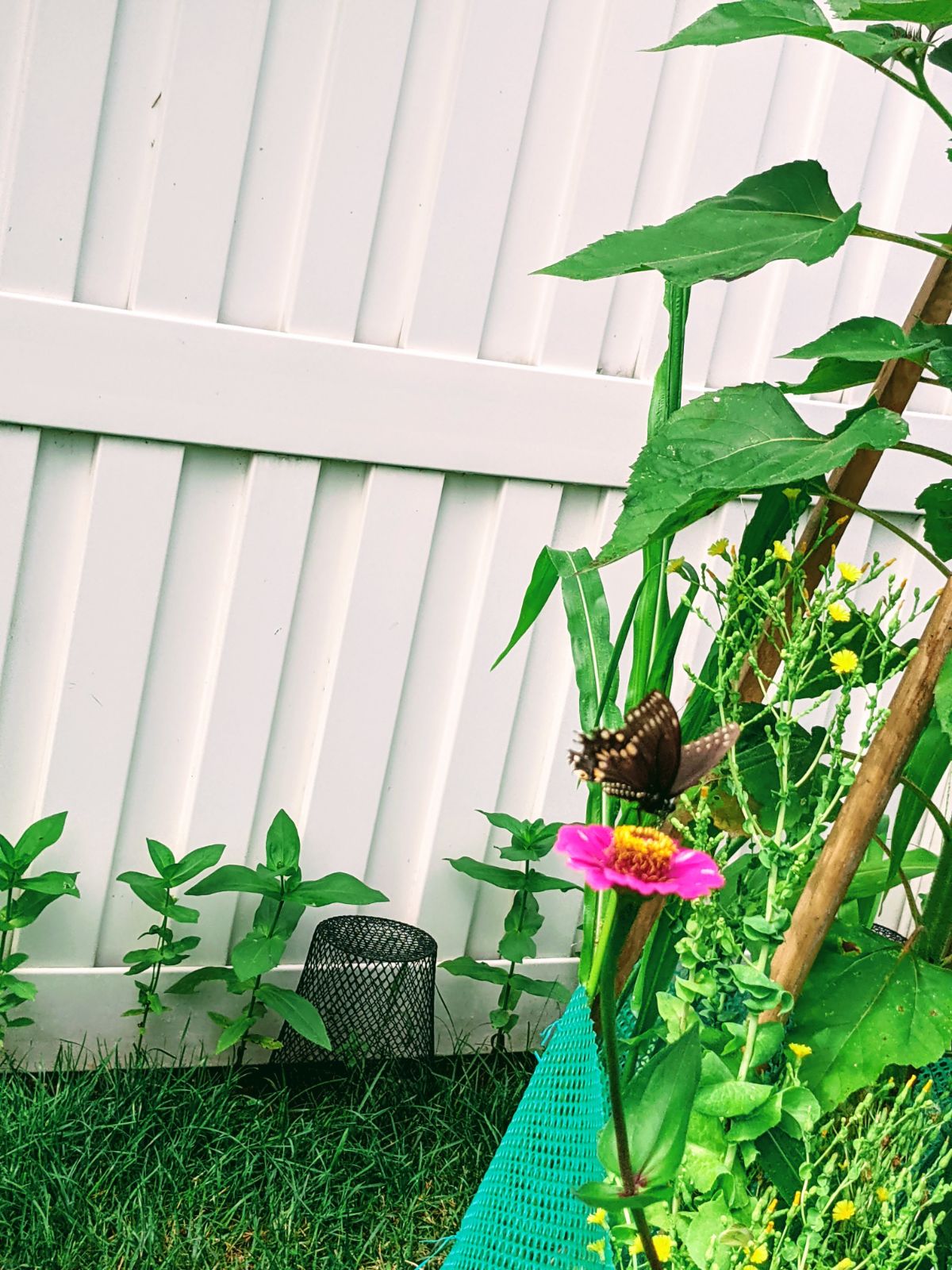 Wire wastebasket on zinnia seedlings