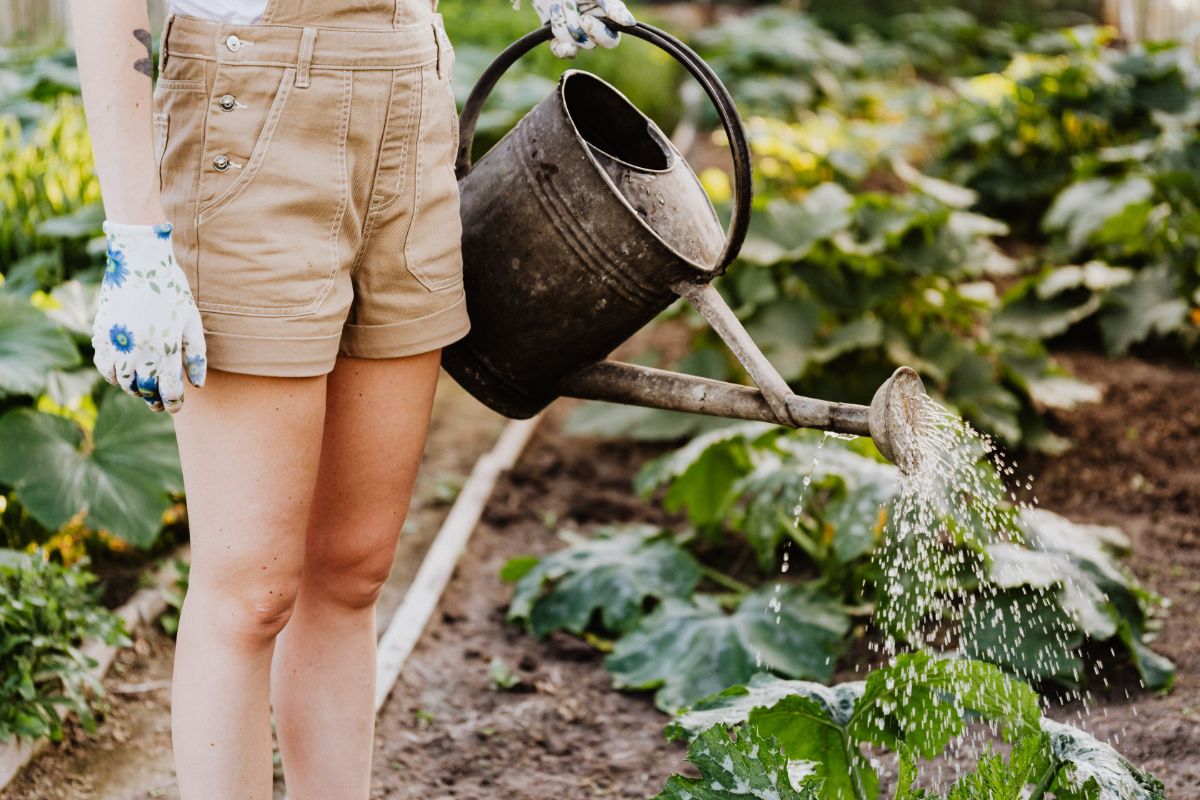 Gardener with watering can watering the plants in crop rotation 