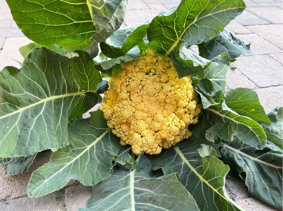 Yellow Cauliflower in Dr. Bonnie Gasior's garden, which is amended well with compost. Photo courtesy of Dr. Bonnie Gasior