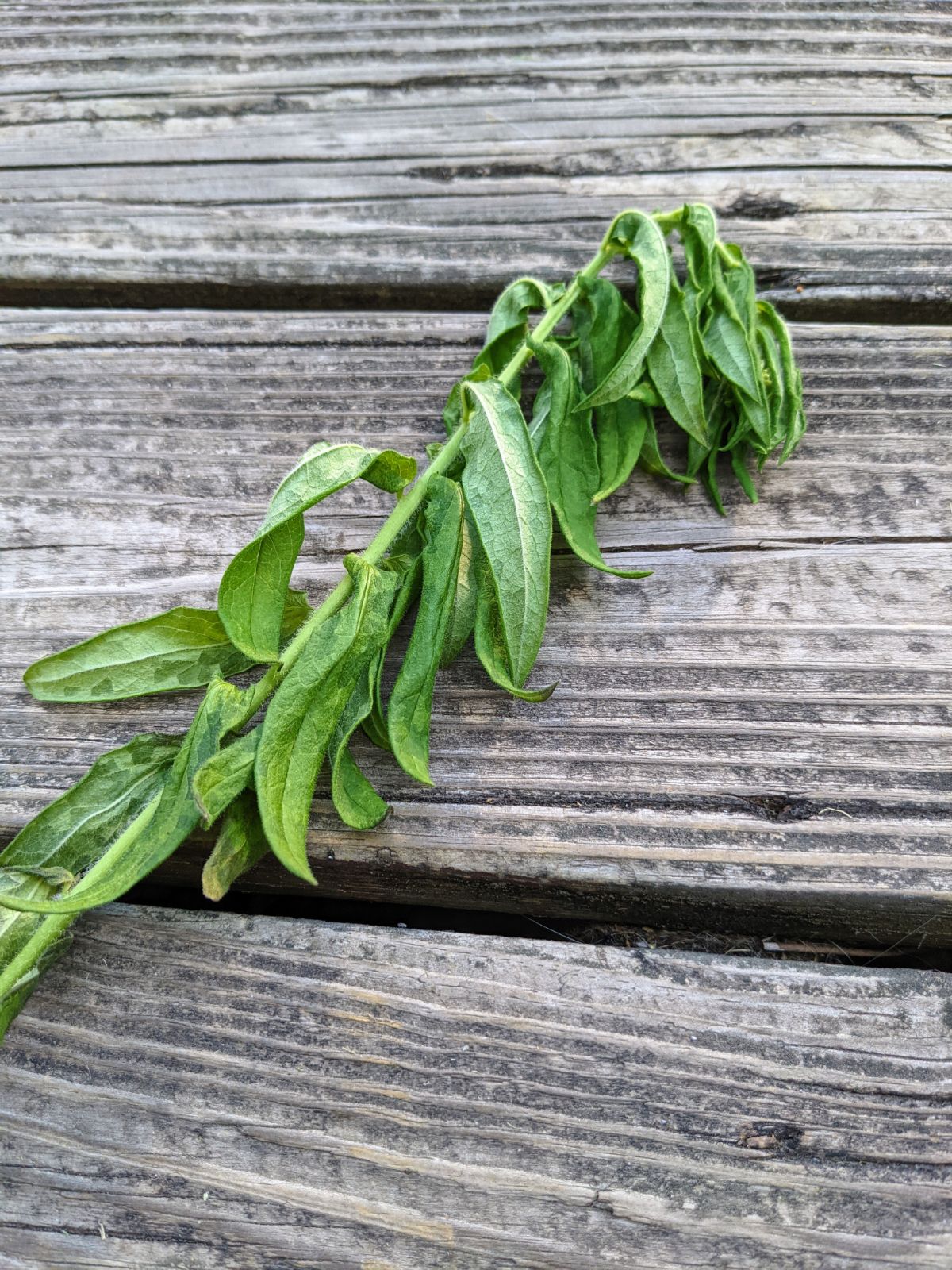 Wilting milkweed plant with a broken root structure