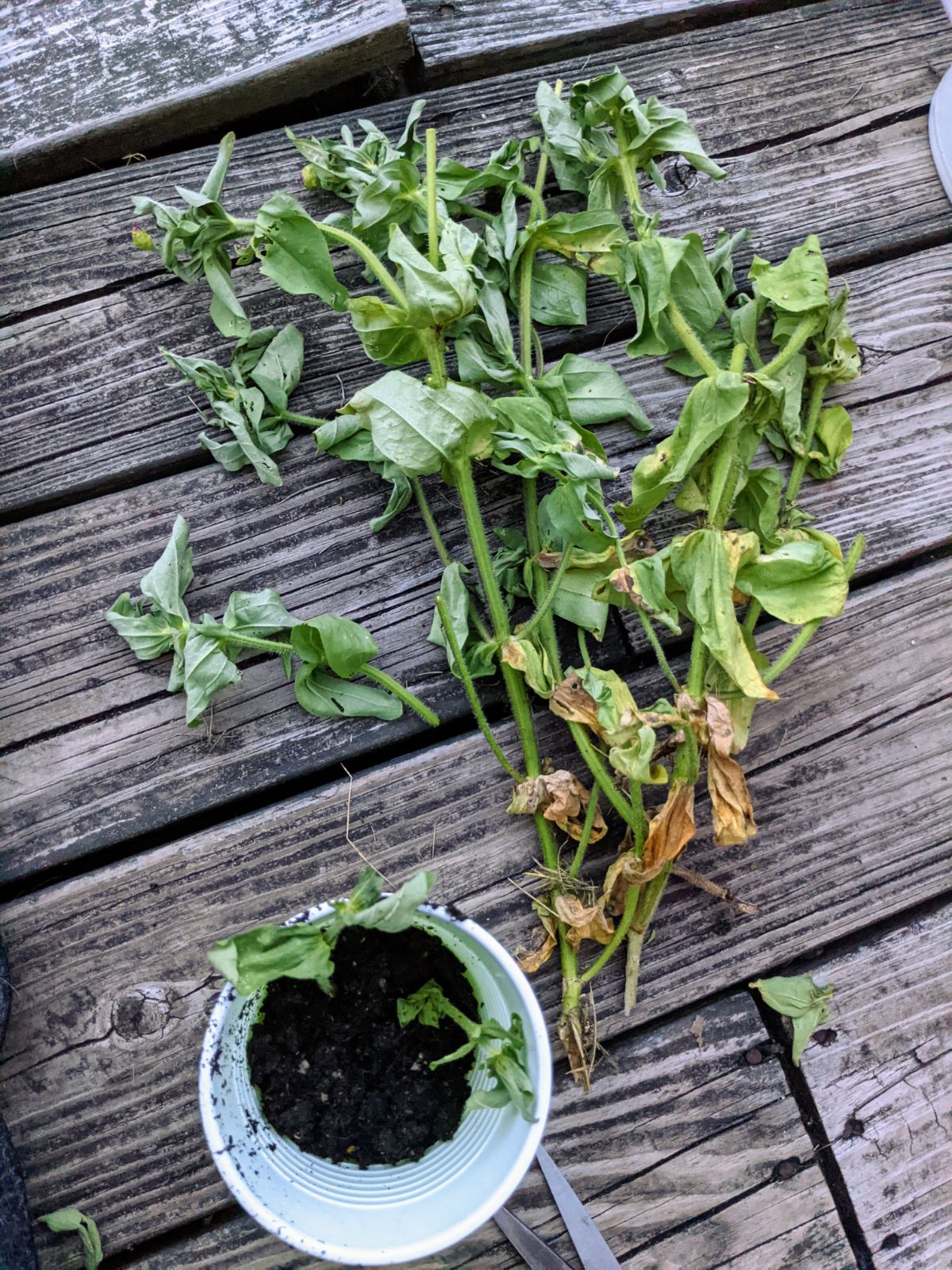 Broken zinnia plant wilting on a wooden deck