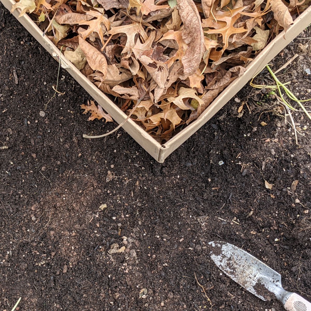 Composting leaves into the garden with a handspade
