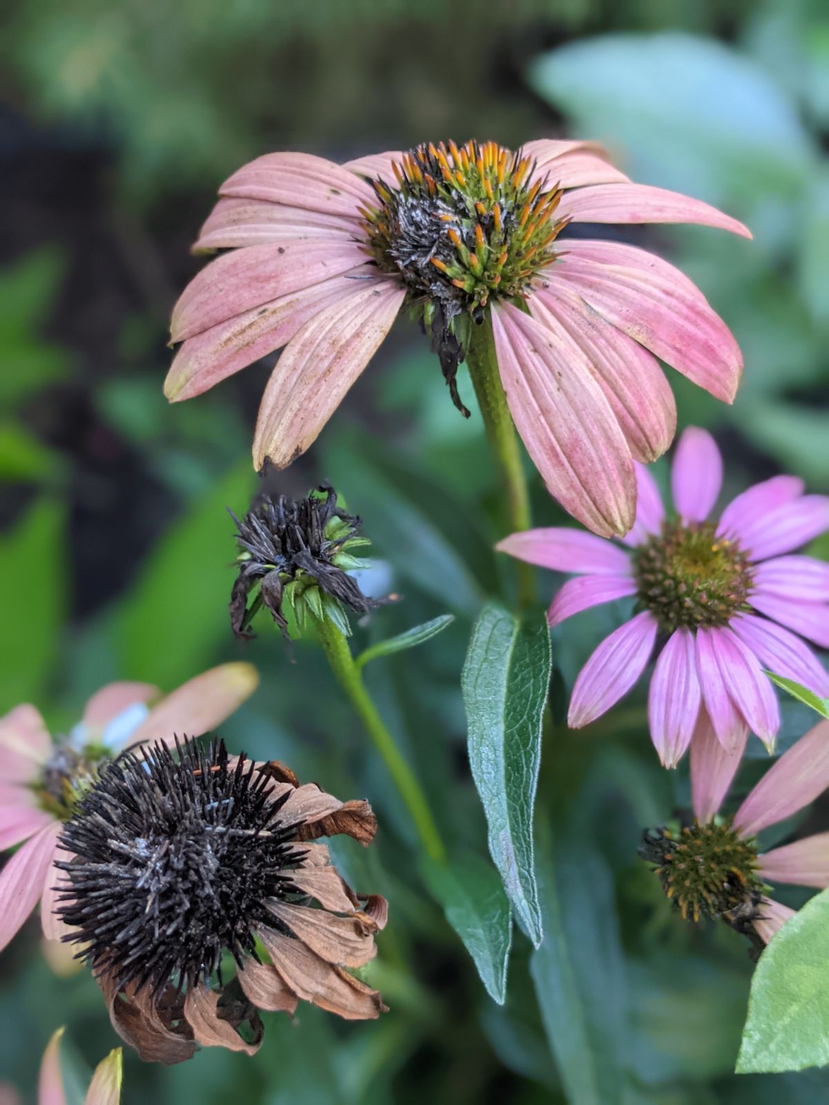 Peachy pink coneflowers with deadheads that need to be removed