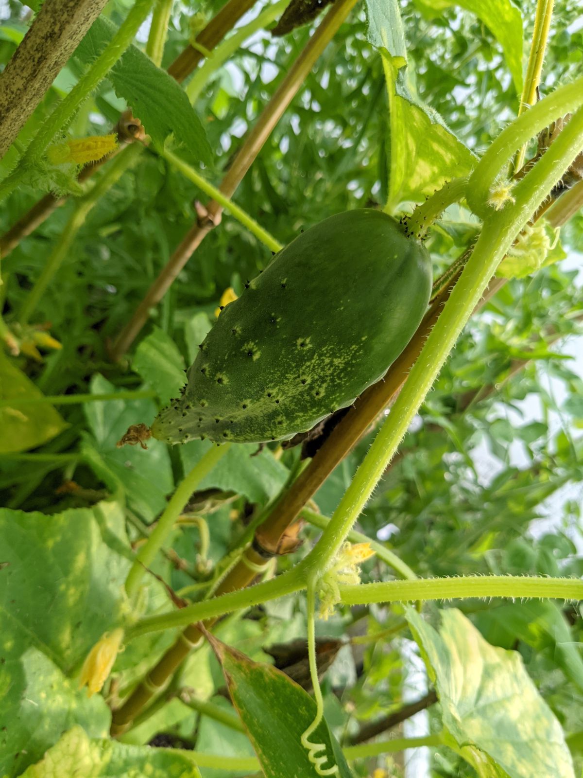 Misshapen cucumber and damaged, droopy leaves