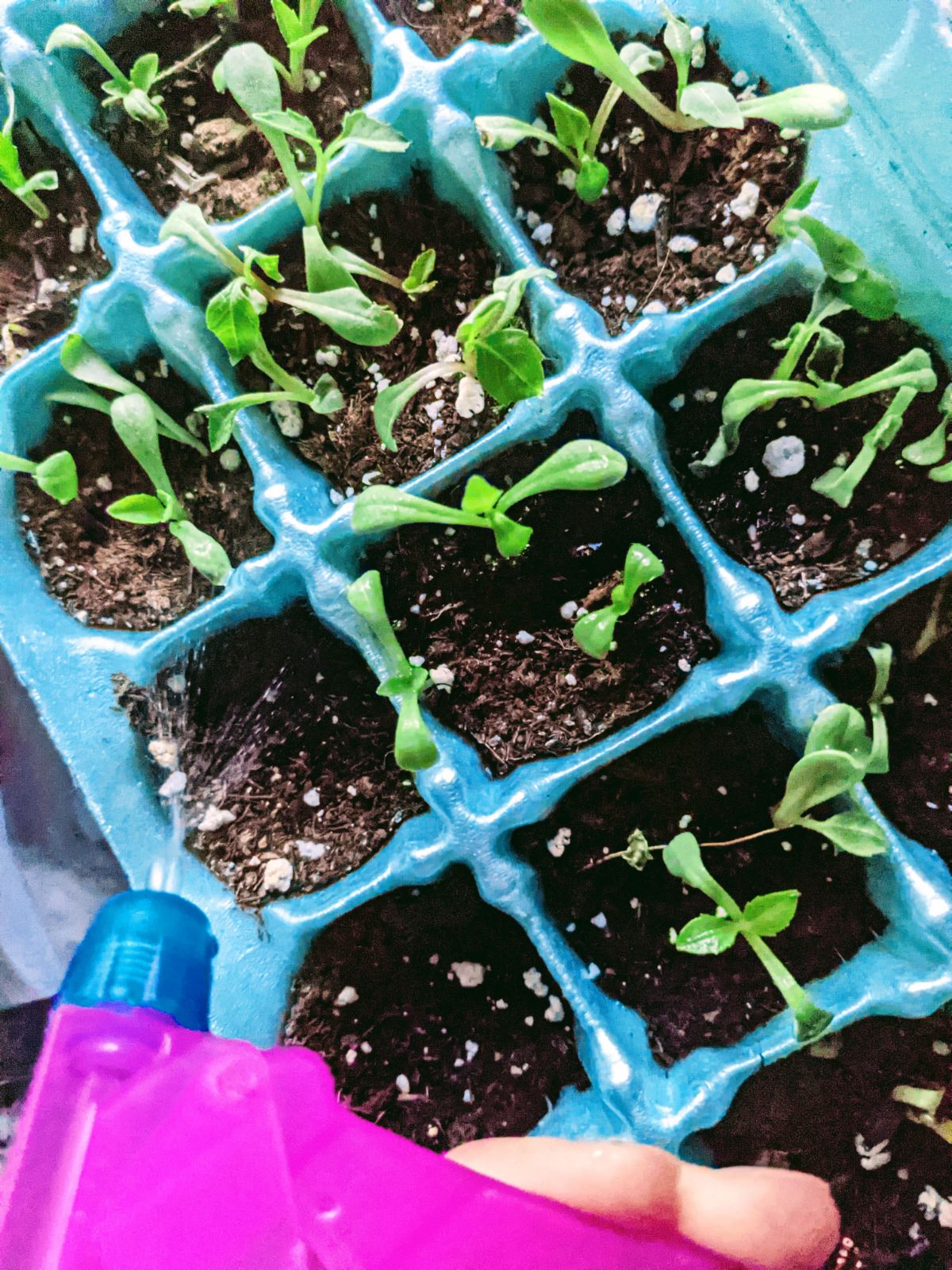 Some dahlia seedlings wilting from lack of water