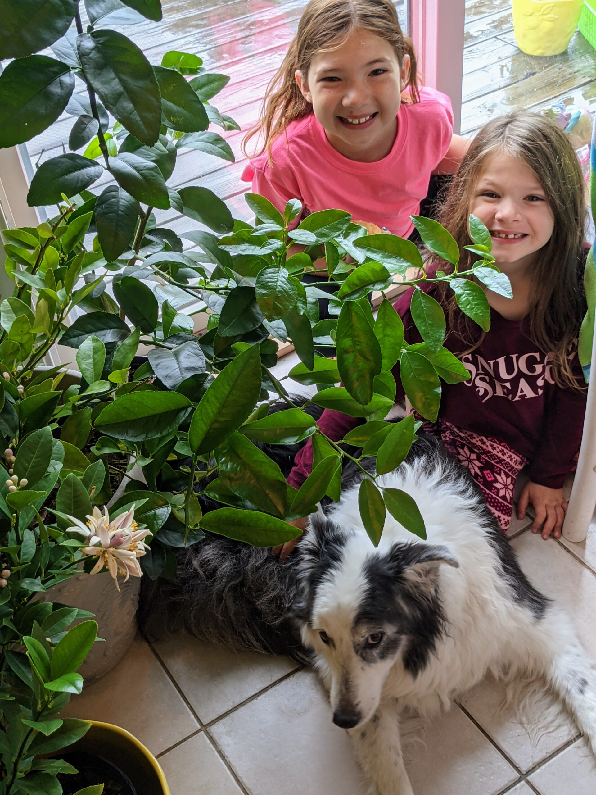 Sisters and border collie with an indoor lemon tree