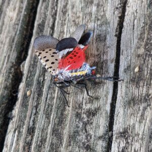 Get Rid of Spotted Lanternflies in the Backyard & Orchard