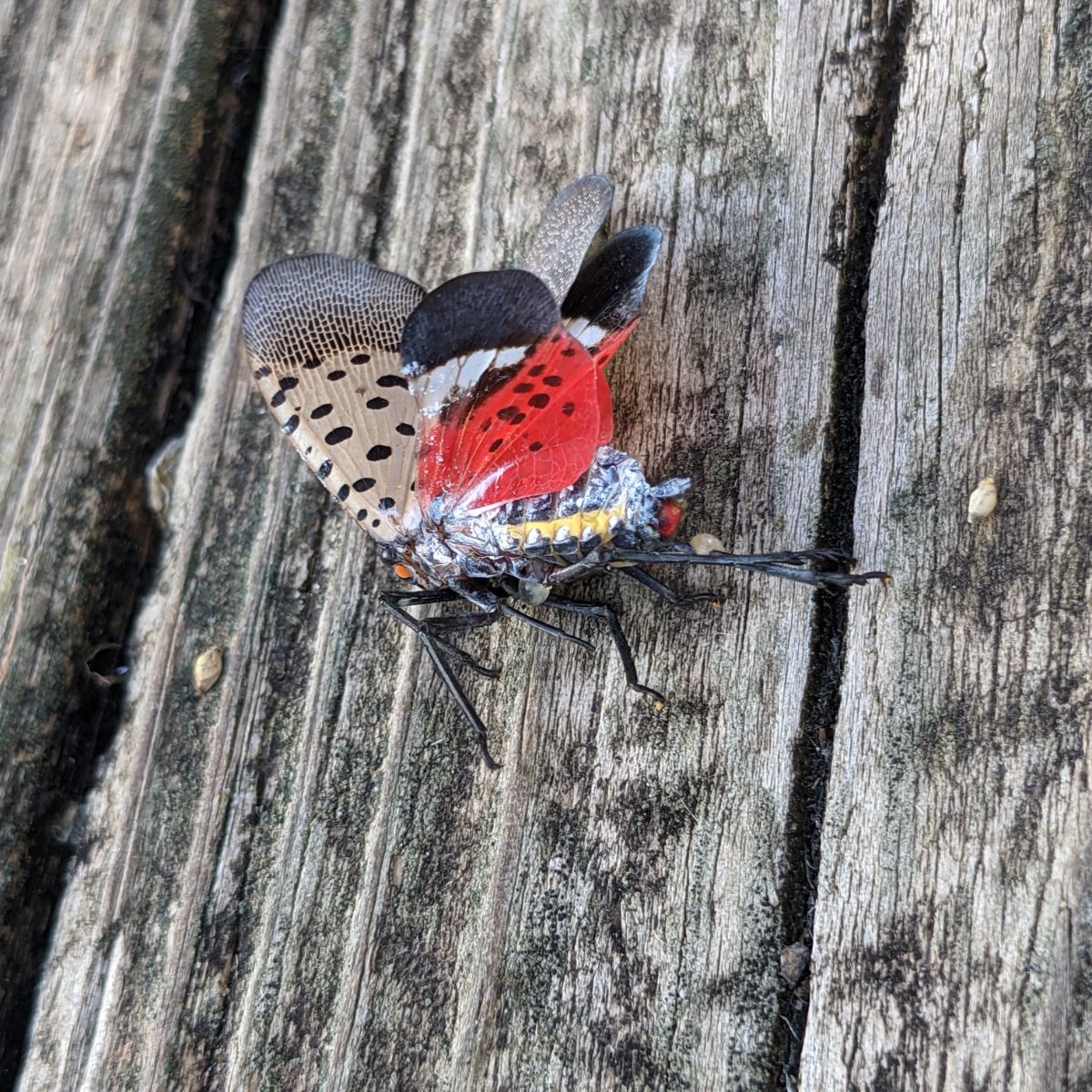 Dead spotted lanternfly on deck with red wings showing