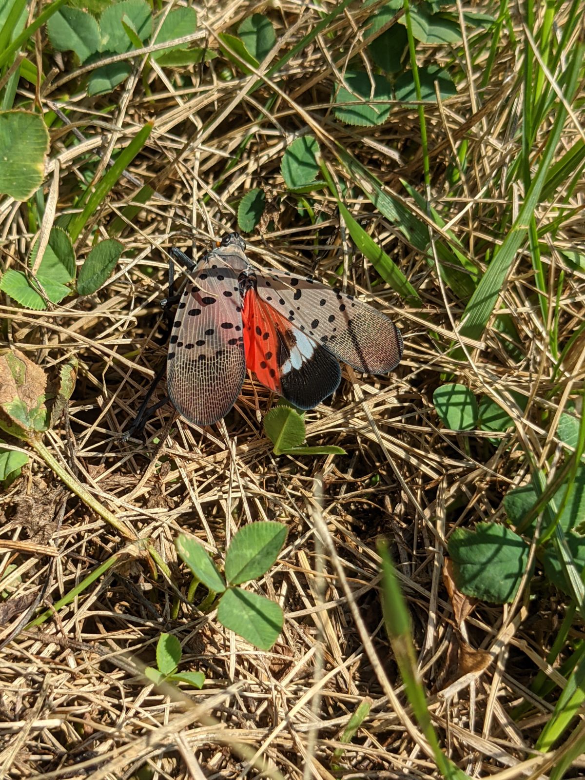 Dead spotted lanternfly smashed in the grass