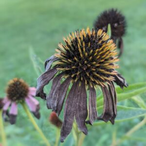 How to Deadhead Coneflower | Deadheading for More Blooms