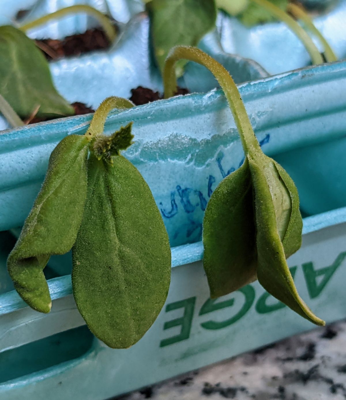 Droopy seedlings falling over on a turquoise egg carton