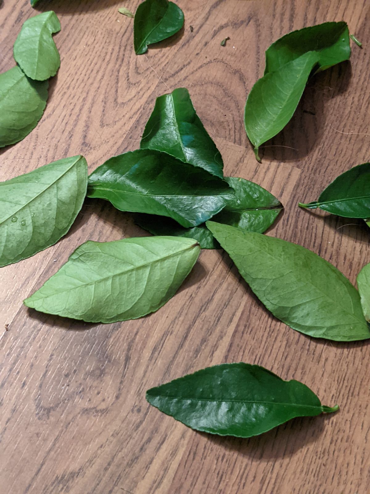 Leaf drop from our lime tree when we brought it indoors 